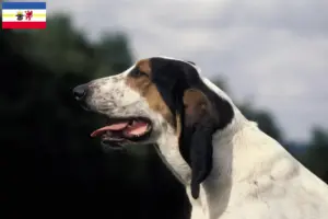Lee más sobre el artículo Criadores de Ariégeois y cachorros en Mecklemburgo-Pomerania Occidental