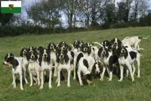 Lee más sobre el artículo Criadores de Ariégeois y cachorros en Sajonia