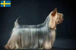 Lee más sobre el artículo Criadores y cachorros de Australian Silky Terrier en Suecia
