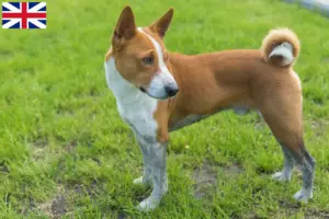 Lee más sobre el artículo Criadores de Basenji y cachorros en Gran Bretaña