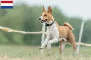 Lee más sobre el artículo Criadores y cachorros de Basenji en los Países Bajos
