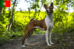 Lee más sobre el artículo Criadores y cachorros de Basenji en Portugal