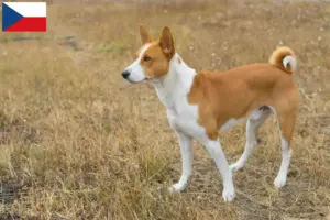 Lee más sobre el artículo Criadores y cachorros de Basenji en la República Checa