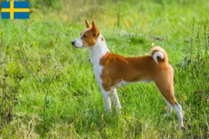 Lee más sobre el artículo Criadores y cachorros de Basenji en Suecia