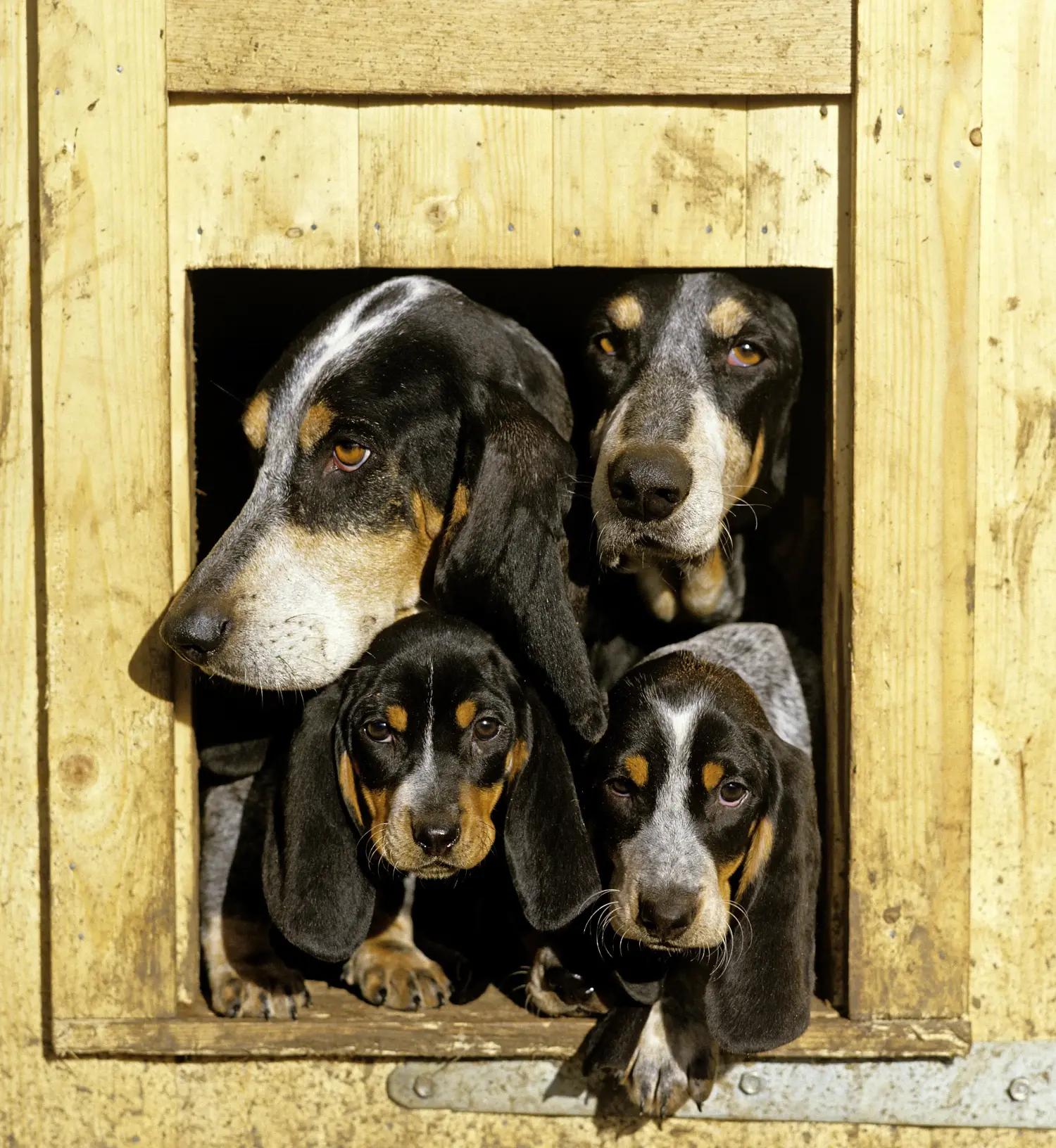 Comprar un cachorro de Basset bleu de Gascogne significa asumir responsabilidades. Comprar cachorros de Basset bleu de Gascogne.