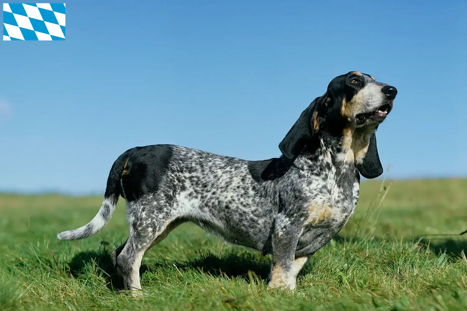 Lee más sobre el artículo Basset bleu de Gascogne criadores y cachorros en Baviera