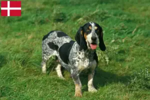 Lee más sobre el artículo Basset bleu de Gascogne criadores y cachorros en Dinamarca