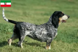 Lee más sobre el artículo Basset bleu de Gascogne criadores y cachorros en Renania del Norte-Westfalia