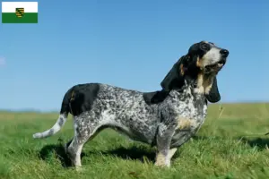 Lee más sobre el artículo Basset bleu de Gascogne criadores y cachorros en Sajonia