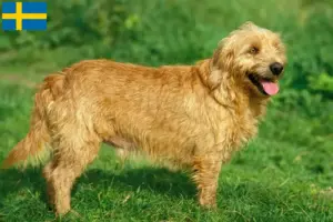 Lee más sobre el artículo Basset fauve de Bretagne criadores y cachorros en Suecia