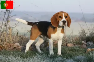 Lee más sobre el artículo Criadores de Beagle y cachorros en Portugal