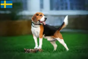 Lee más sobre el artículo Criadores de Beagle y cachorros en Suecia
