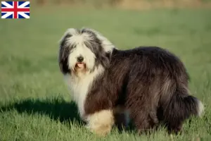 Lee más sobre el artículo Criadores de Bearded Collie y cachorros en Gran Bretaña