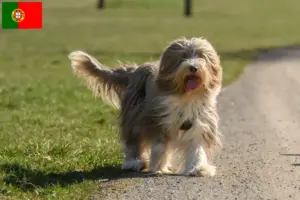 Lee más sobre el artículo Criadores de Bearded Collie y cachorros en Portugal