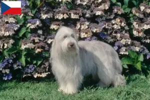 Lee más sobre el artículo Criadores de Bearded Collie y cachorros en la República Checa