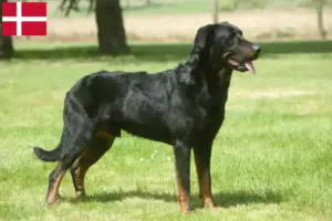 Lee más sobre el artículo Criadores de Beauceron y cachorros en Dinamarca