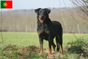 Lee más sobre el artículo Criadores de Beauceron y cachorros en Portugal