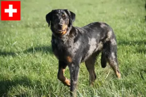 Lee más sobre el artículo Criadores de Beauceron y cachorros en Suiza