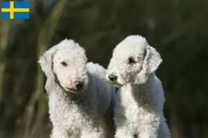 Lee más sobre el artículo Criadores y cachorros de Bedlington Terrier en Suecia
