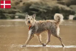 Lee más sobre el artículo Criadores y cachorros de Berger de Picardie en Dinamarca