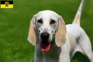 Lee más sobre el artículo Criadores de Billy y cachorros en Baden-Württemberg