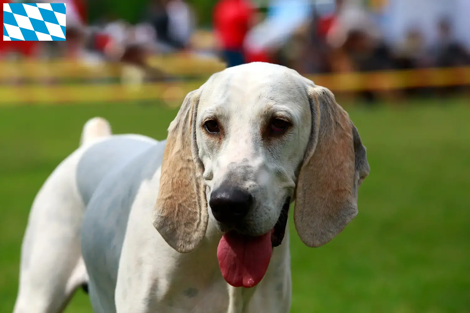 Lee más sobre el artículo Criadores de Billy y cachorros en Baviera