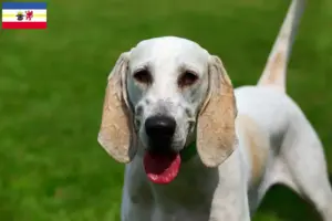 Lee más sobre el artículo Criadores de Billy y cachorros en Mecklemburgo-Pomerania Occidental