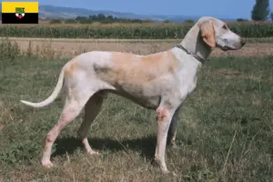 Lee más sobre el artículo Criadores de Billy y cachorros en Sajonia-Anhalt