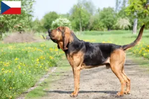 Lee más sobre el artículo Criadores de sabuesos y cachorros en la República Checa