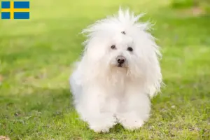 Lee más sobre el artículo Criadores y cachorros de boloñés en Suecia