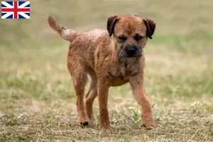 Lee más sobre el artículo Criadores y cachorros de Border Terrier en Gran Bretaña