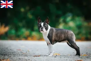 Lee más sobre el artículo Criadores y cachorros de Boston Terrier en Gran Bretaña