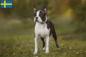 Lee más sobre el artículo Criadores y cachorros de Boston Terrier en Suecia