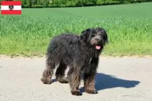 Lee más sobre el artículo Criadores y cachorros de Bouvier des Flandres en Austria