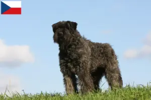 Lee más sobre el artículo Criadores y cachorros de Bouvier des Flandres en la República Checa