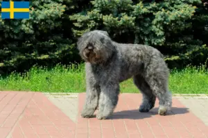 Lee más sobre el artículo Criadores y cachorros de Bouvier des Flandres en Suecia