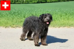 Lee más sobre el artículo Criadores y cachorros de Bouvier des Flandres en Suiza