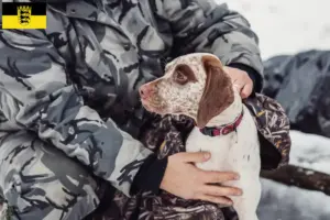 Lee más sobre el artículo Criadores y cachorros de Braque du Bourbonnais en Baden-Württemberg