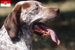 Lee más sobre el artículo Criadores y cachorros de Braque du Bourbonnais en Brandenburgo