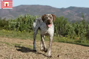Lee más sobre el artículo Criador Braque du Bourbonnais y cachorros en Bremen
