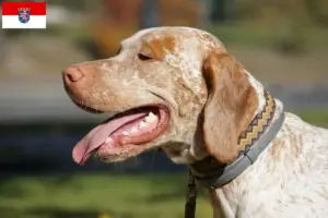 Lee más sobre el artículo Braque du Bourbonnais criadores y cachorros en Hessen