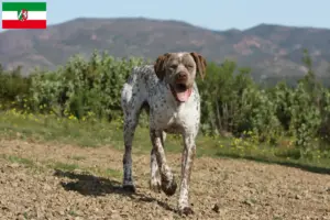 Lee más sobre el artículo Criadores y cachorros de Braque du Bourbonnais en Renania del Norte-Westfalia