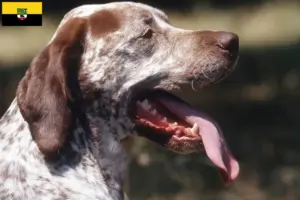 Lee más sobre el artículo Criadores y cachorros de Braque du Bourbonnais en Sajonia-Anhalt