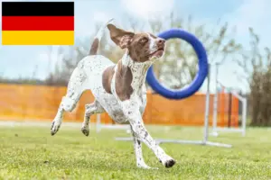 Lee más sobre el artículo Braque français tipo Gascogne criadores y cachorros en Alemania