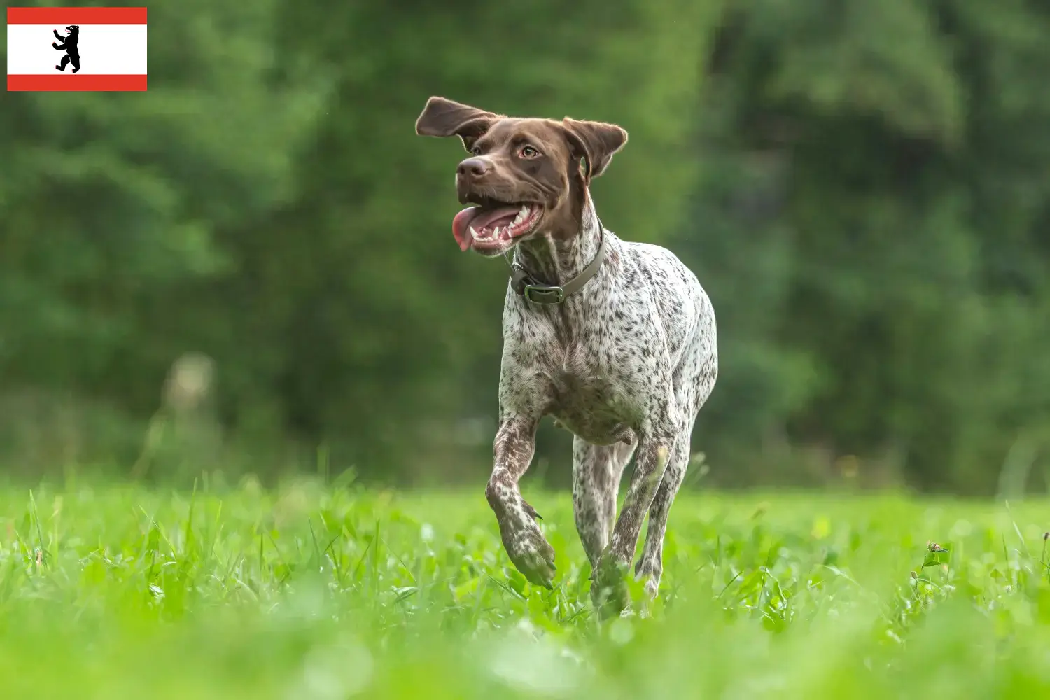 Lee más sobre el artículo Braque français tipo Gascogne criadores y cachorros en Berlín