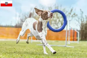 Lee más sobre el artículo Braque français tipo Gascogne criadores y cachorros en Turingia