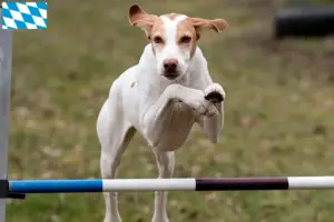 Lee más sobre el artículo Braque Saint-Germain criadores y cachorros en Baviera