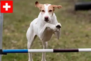 Lee más sobre el artículo Braque Saint-Germain criadores y cachorros en Suiza