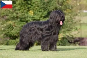 Lee más sobre el artículo Criadores y cachorros de Briard en la República Checa