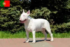 Lee más sobre el artículo Criadores y cachorros de Bull Terrier en Portugal